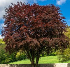 Hedging Beech (Purple) Bare Rooted Per 10. (30-45 Cm)